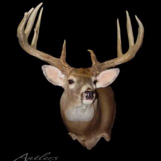 Half and Half is a mounted whitetail deer head with large, symmetrical antlers, upright ears, and forward-facing eyes displayed against a black background. The name 'Antlers By Klaus' appears in script at the lower left corner.