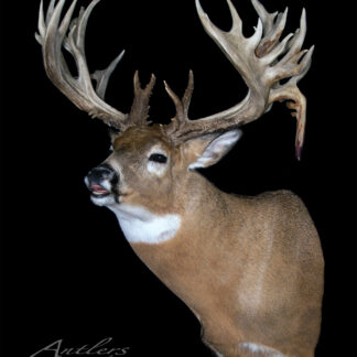 The Tim Forret Buck is a taxidermy mount of a white-tailed deer featuring large, intricate antlers. The deer’s mouth is slightly open, with its head turned left against a black background.