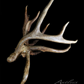 A detailed, textured No. 4 Cluster Shed antler with multiple pointed tines is displayed against a black background, featuring "Antlers by Klaus" in the lower right corner.