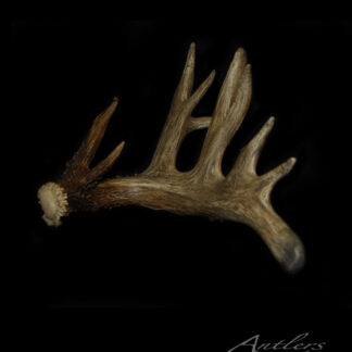 The Henson Shed, a natural brown and tan deer antler with multiple tines and textured finish, is displayed on a black background with its base shown on the left.
