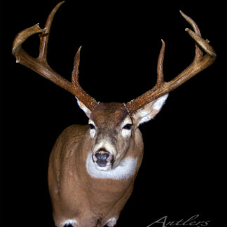 A taxidermy mount of the Scheffler 6 Point whitetail deer, showing large, symmetrical antlers, is displayed against a solid black background with "Antlers by Klaus" text in the lower right corner.