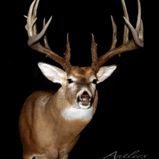 A taxidermy mount of the Dusty Gerrits Buck, a large white-tailed deer with impressive antlers, is displayed against a black background. The Antlers by Klaus logo appears in the bottom right corner.