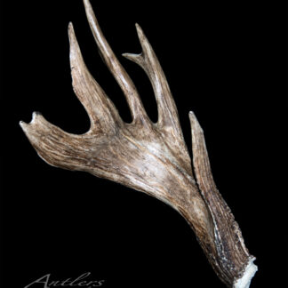 The Yamilkoski Shed, a single brown deer antler with multiple tines and a weathered texture, is displayed with its base visible on the right against a black background.