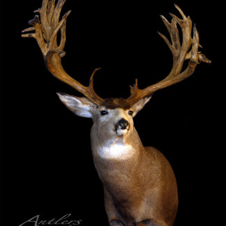 The Clyde Lambert Buck, a mounted deer head with broad antlers and brown-and-white fur, is displayed against a black background. The image features a watermark reading "Antlers by Klaus.