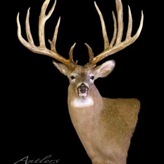 A taxidermy mount of a large deer, the "Border Brute," with impressive, wide antlers full of points is displayed against a black background, looking forward. The Antlers by Klaus logo appears in the corner.