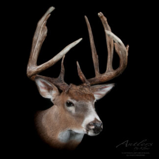 The Shane Reese Buck features a white-tailed deer with large, multi-point antlers prominently displayed against a solid black background.