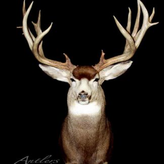 The Gunnison Mule Deer mount features large, branching antlers and light brown fur with a white underside and face, displayed against a black background that highlights the impressive antlers.