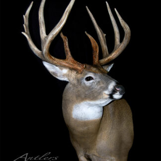Backyard 8 is a taxidermy mount of a white-tailed deer with large, multi-point antlers, posed looking slightly to the right and displayed against a solid black background.