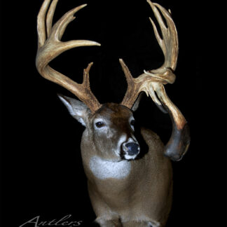 The Boot Buck features a mounted deer head with large, asymmetrical antlers—one sporting a thick, bulbous growth—set against a solid black background to highlight its distinctive shape.
