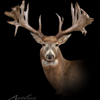 A close-up of a white-tailed deer with large antlers, facing forward against a solid black background. The text Rutkowski Buck appears in the lower left corner.