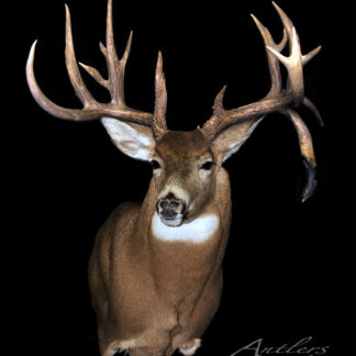The Cale Plowman Buck taxidermy mount, featuring a large white-tailed deer with impressive antlers, brown coat, and white chest, is displayed against a black background with a watermark and copyright notice in the bottom right corner.