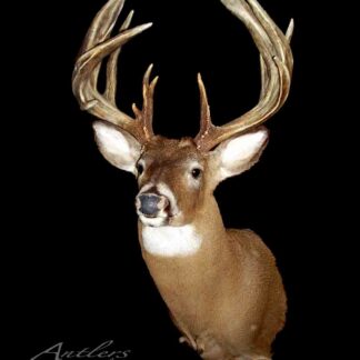 The Strawhacker is a taxidermy mount of a whitetail deer, featuring large multi-pointed antlers. Displayed chest up against a black background, the deer faces slightly to the right.