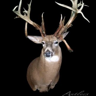 A taxidermy mount of the Todd Rapalee Buck, a white-tailed deer with unusually large, complex antlers, displayed against a solid black background with "Antlers by Klaus" in the bottom right corner.