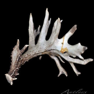The Vakoch Shed is a single, weathered deer antler with multiple broad, irregular tines and a rough, textured surface. Slightly curved, it is displayed against a black background.