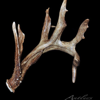The Albia Shed is a single brown deer antler with multiple tines, featuring varied textures and markings for a natural, rustic look, displayed against a solid black background.