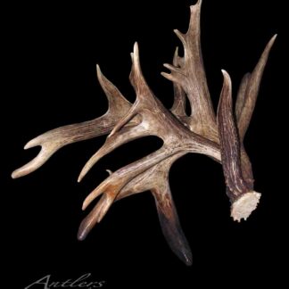 The Minnesota Monarch Right Shed is a large, brown, multi-branched deer antler with several pointed tines and a rough texture, featuring a visible base where it was detached. Displayed against a solid black background.