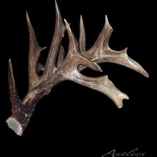 The Minnesota Monarch Left Shed, a large brown antler with multiple pointed tines and rough ridges, rests against a solid black background.