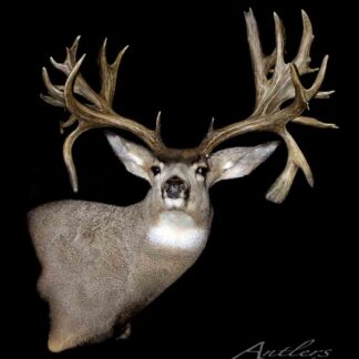 The Woodbridge Mule Deer mount features a large buck with a wide antler spread, set against a black background. The image displays the Antlers By Klaus watermark in the bottom right corner.