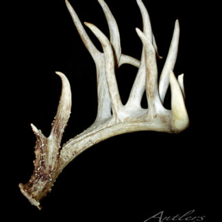 A single Cummings Shed antler with multiple sharp points is displayed against a black background. The text Antlers by Klaus appears in the lower right corner.