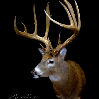 The Scharf Buck features a mounted deer head with long, symmetrical antlers and brown fur with a white neck and underbelly, set against a black background. "Antlers By Klaus" is shown in the corner.