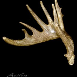The Lillianthal Shed, a large moose antler with multiple tines, is shown against a black background. Its natural color and texture stand out, with the “Antlers by Klaus” logo in the bottom left corner.