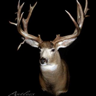 The Colorado Mule Deer, with large multi-pointed antlers and a brown coat with white on its chin, chest, and inner ears, is mounted and displayed against a black background. “Antlers by Klaus” appears in the bottom left corner.