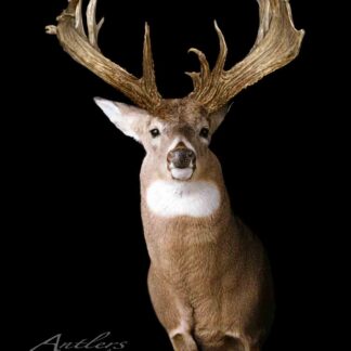 Paddle Buck: A mounted deer head with large, paddle-shaped antlers, facing forward to display its detailed fur and impressive antler structure against a solid black background.