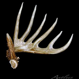 The Wensel Shed, featuring a single deer antler with eight long tines, is shown on a black background. Its base has a textured look and the natural finish appears glossy.