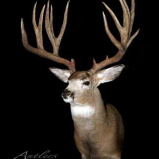 A Dave Fuller Mule Deer mount with large, symmetrical antlers and brown fur with a lighter underside is displayed against a black background. "Antlers by Klaus" appears in the lower left corner.