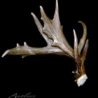 The Minnesota Monarch Sheds II Right features a large, multi-point brown deer antler with a rugged texture and freshly cut base, shown against a solid black background. "Antlers By Klaus" appears in the lower left corner.