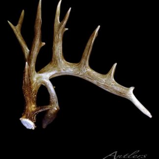 The Minnesota Monarch Sheds II Left, a large brown deer antler with multiple tines and a cut base showing inner texture, is displayed on a solid black background. "Antlers By Klaus" and copyright text are in the lower right corner.