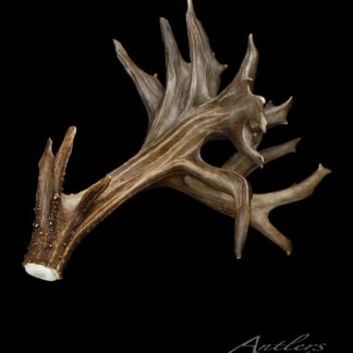 The Holy Moses Left Single Shed is a large brown deer antler with multiple tines, displayed on a solid black background. Freshly shed, it highlights detailed textures and natural color variations.