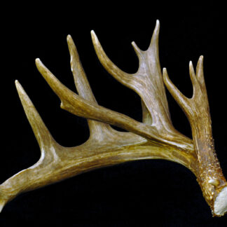 The Minnesota Monarch Sheds #3 Right 1991 showcases a large, multi-point brown antler with a textured, branched structure and rough base, resting on a black background.