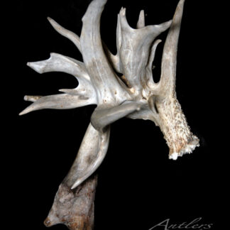 A single, light-gray antler with multiple irregular points and a rough base is displayed against a solid black background. "Canadian Record 156"" appears in the bottom right corner.