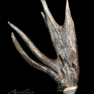 The Paddle Shed, a single weathered deer antler with multiple pointed tines showing natural texture and age, is displayed against a solid black background. "Antlers By Klaus" appears at the bottom left corner.