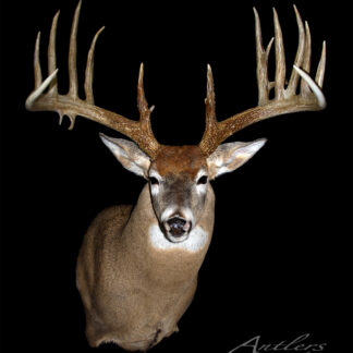 The Pat Bolen Buck is a taxidermy mount of a white-tailed deer with large, symmetrical antlers and multiple tall tines, displayed against a black background. The deer's head and neck are clearly visible.