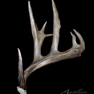 A single brown Tank Shed antler with multiple tines and a rough texture, white at the base, is displayed on a black background. "Antlers by Klaus" appears faintly in the bottom right corner.