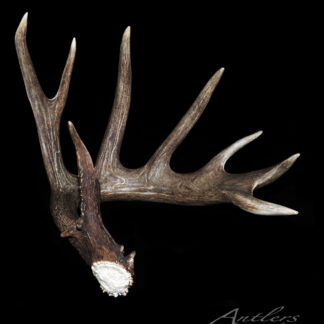 The Byers Shed, a large brown elk antler with multiple pointed tines, is showcased against a black background to highlight its textured surface and varied tine lengths.