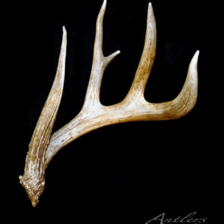 A single brown and white antler with four prominent points, rough texture, and elegant curve is displayed against a solid black background. "Big John" appears in the bottom right corner.