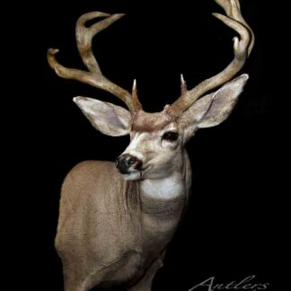 The Arthritis Buck, a taxidermy deer mount with large, branching antlers, is displayed against a black background. The head and upper chest are visible, with “Antlers By Klaus” in the bottom right corner.