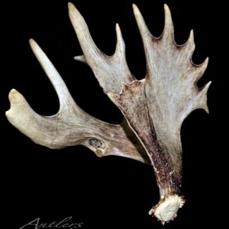 The Kopp Shed II Right, a large brown and white moose antler with broad, flat sections and pointed tines, is displayed against a black background.