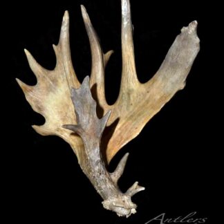 The Kopp Shed II Left is a large, multi-pointed moose antler with brown and tan hues, displayed against a black background. Varied textures and thicknesses highlight its natural, rugged look.