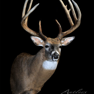 A mounted Jim Teafoe Buck with large antlers is displayed against a black background. The deer’s brown fur has a white throat patch, alert ears, and a watermark reading "Antlers by Klaus.