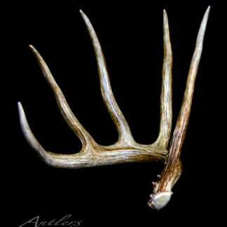 The World Record 5 Point Shed, a single brown antler with lighter tips and visible base, is displayed against a black background. "Antlers by Klaus" appears in the lower left corner.