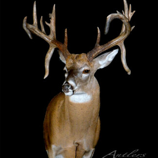 The Handlebar Buck is a mounted deer head with large, multi-point antlers and brown fur featuring a lighter chest and neck, showcased against a black background.