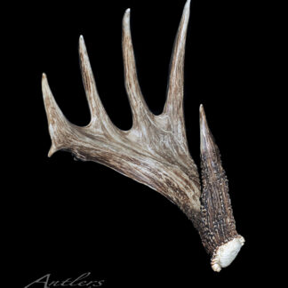 Fatso: A single, brown and white deer antler with five points, featuring a textured, rugged surface and a slightly curved shape, is displayed against a solid black background.