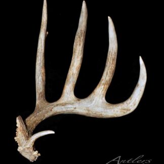 A single Petry Shed deer antler with six points is shown on a black background. Its natural brown base fades to white at the tips. "Antlers by Klaus" appears in the lower right corner.
