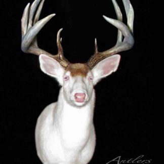 A white mounted deer called "Ghost Buck" with large multi-point antlers, pink eyes, and nose—suggesting albinism—is displayed against a black background. The image is watermarked with Antlers By Klaus.