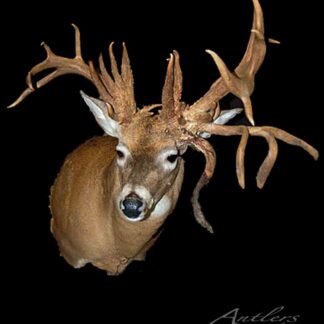 The Travis Hamilton is a taxidermy deer mount with exceptionally large, intricate antlers, showcased against a solid black background.