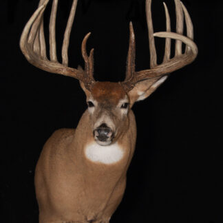 Knifehandle I (final set) features a mounted deer head with large symmetrical antlers set against a black background, showcasing a light brown coat, white chest markings, and alert upright ears.
